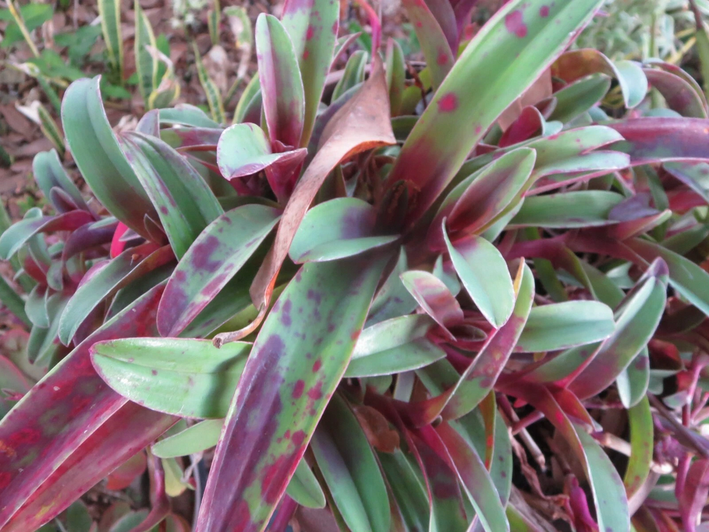 Wandering Jew Cuttings Tradescantia Pallida Tampicana 3 Unrooted Cuttings