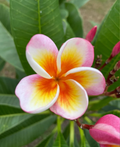 Fireblast Plumeria Cutting Live, 3 Tip Frangipani Cutting for Propagation Tropical Flower Tree