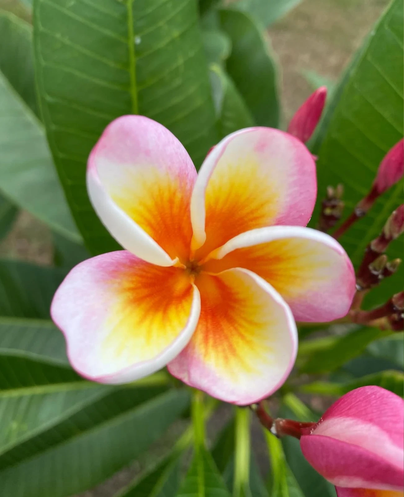 Fireblast Plumeria Cutting Live, 3 Tip Frangipani Cutting for Propagation Tropical Flower Tree