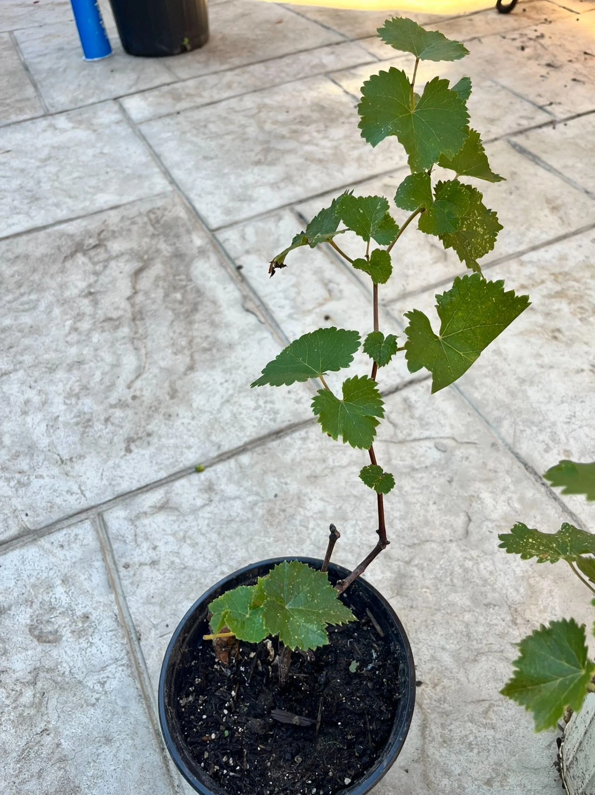 Kyoho Grape Live Plants – 2 Two-Year-Old Vitis vinifera Vines, Well-Established Roots, Free Shipping