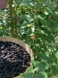 2 Florida Everbearing Black Mulberry Rooted Cuttings Morus nigra 6 Inch Bare Root Fruit Tree Starter Plants