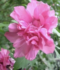 Double Pink Rose of Sharon Cuttings, Althea Hibiscus syriacus Unrooted Shrub Cuttings for Rooting Set of 3