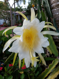 Dragon Fruit Cactus Vine Cutting, Hylocereus undatus 8 Inch Live Cutting