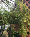 Rhipsalis Edwaldiana Cuttings – 5 Fresh Mistletoe Cactus Cuttings, Trailing Epiphytic Houseplant