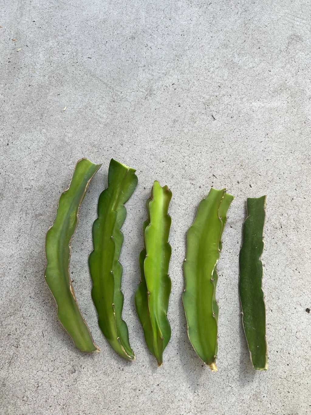 White Dragon Fruit Cuttings – 5 Live 8 Inch Dragon Fruit Plant Cuttings, Self Fertile Variety for Planting