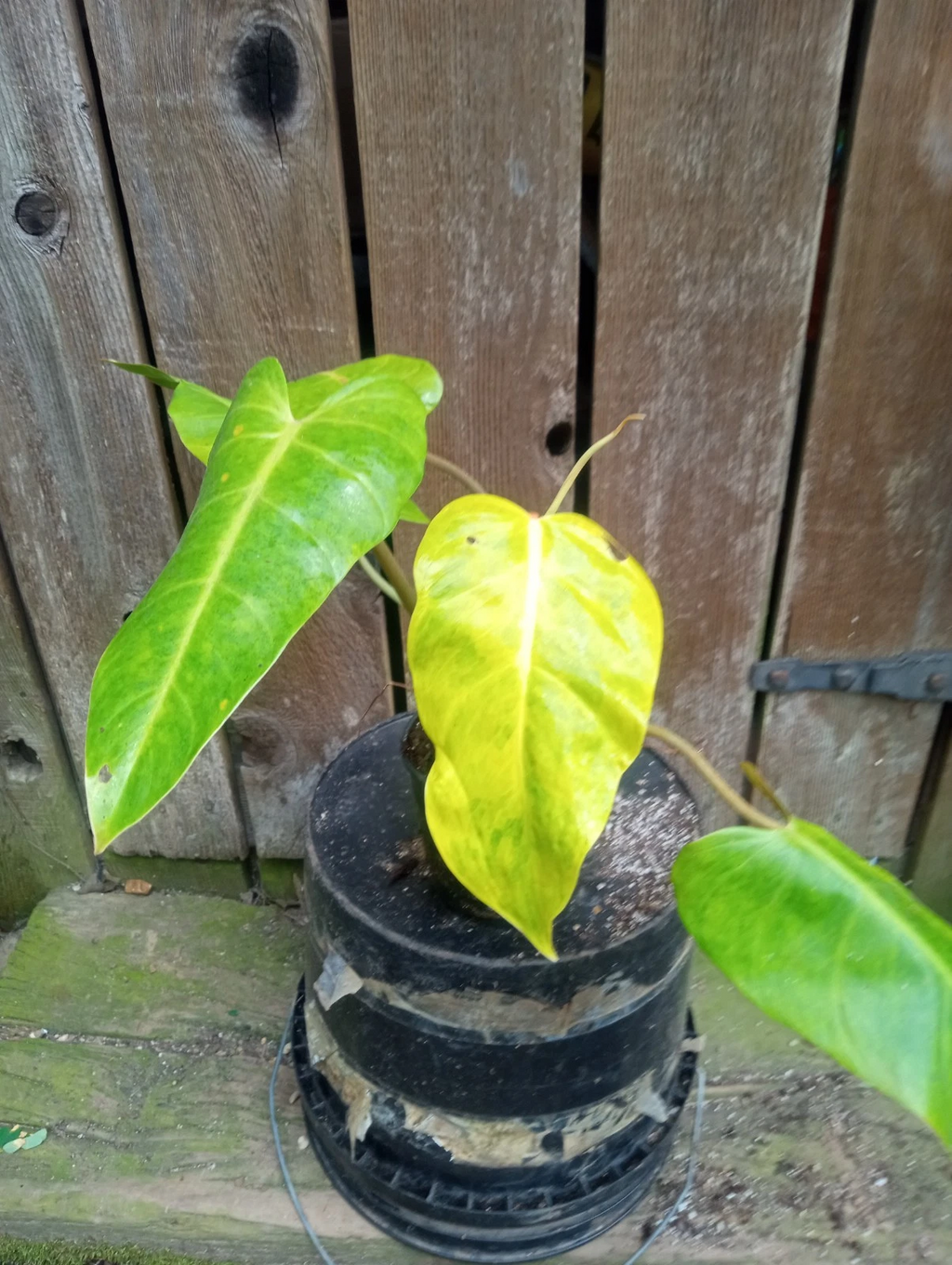 Philodendron Calkins Gold Live Plant – Fully Rooted Variegated Philodendron in 5 Inch Pot, Indoor Houseplant