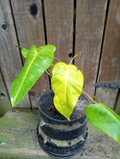 Philodendron Calkins Gold Live Plant – Fully Rooted Variegated Philodendron in 5 Inch Pot, Indoor Houseplant