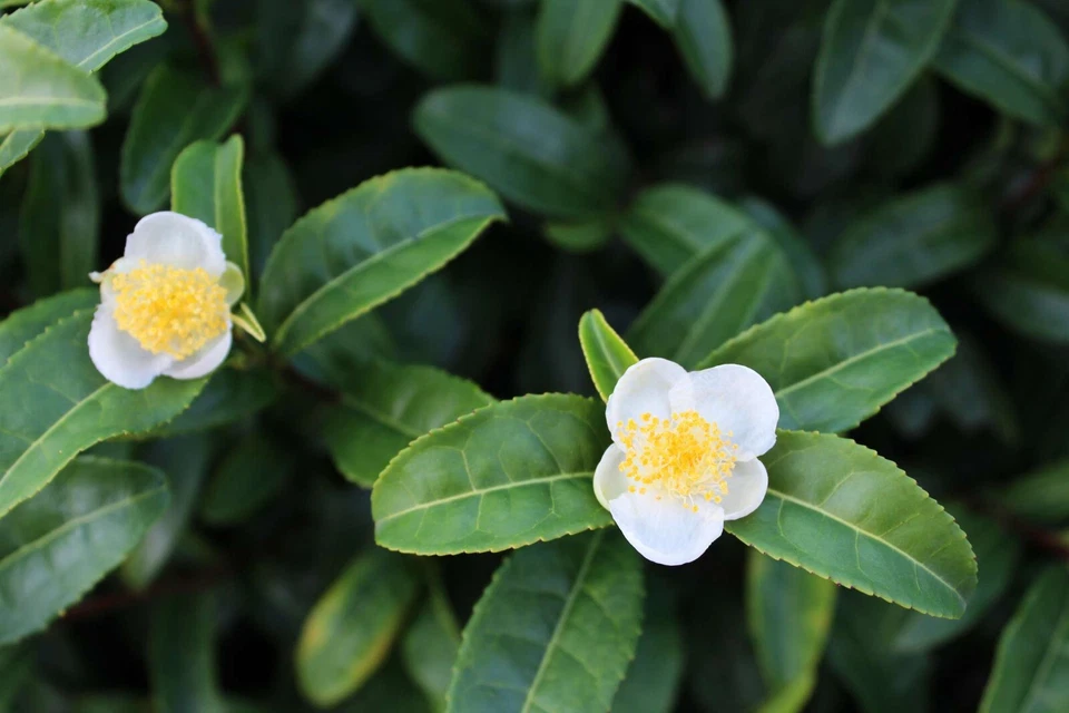 Camellia Sinensis Tea Plant Plug – Live 1–4 Inch TC Starter Plant, Evergreen Tea Tree for Planting