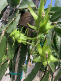 Dragon Fruit Cuttings – 7 Fresh Unrooted Cuttings 8–12 Inches, Pitaya Cactus for Propagation