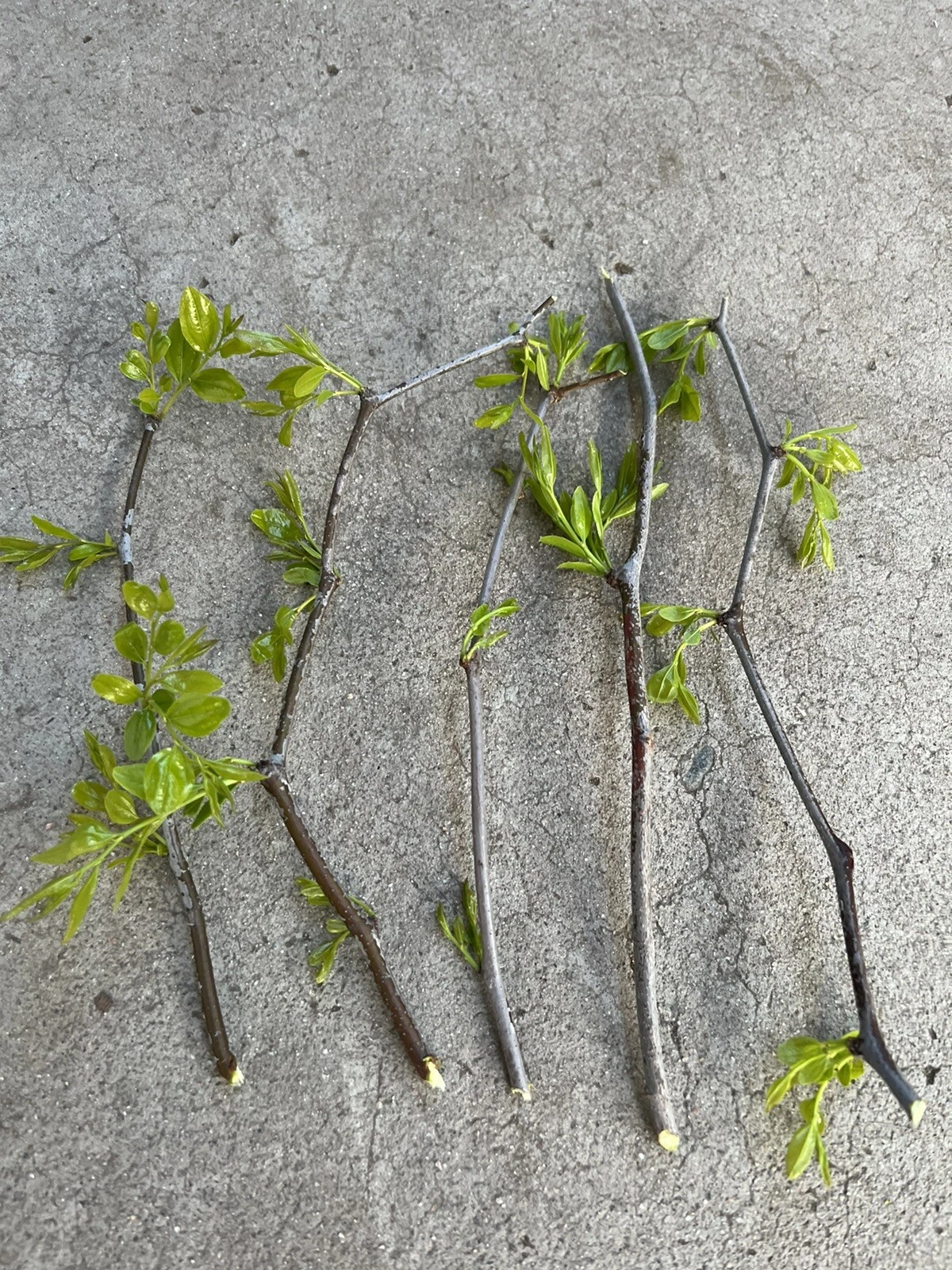 Lang Jujube Tree Cuttings – 5 Chinese Red Date Cuttings, Ziziphus Jujuba Fruit Tree for Propagation