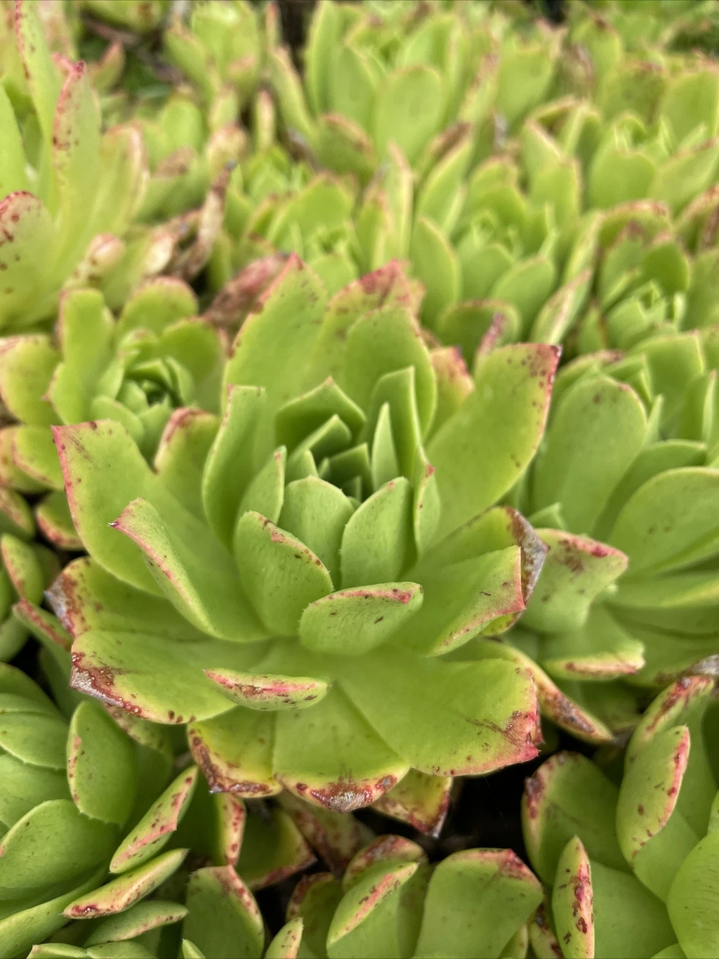 Aeonium Succulent Cuttings – 3 Unrooted Green Aeonium with Pink Edges, 4–6 Inch Live Plant Starters