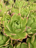 Aeonium Succulent Cuttings – 3 Unrooted Green Aeonium with Pink Edges, 4–6 Inch Live Plant Starters