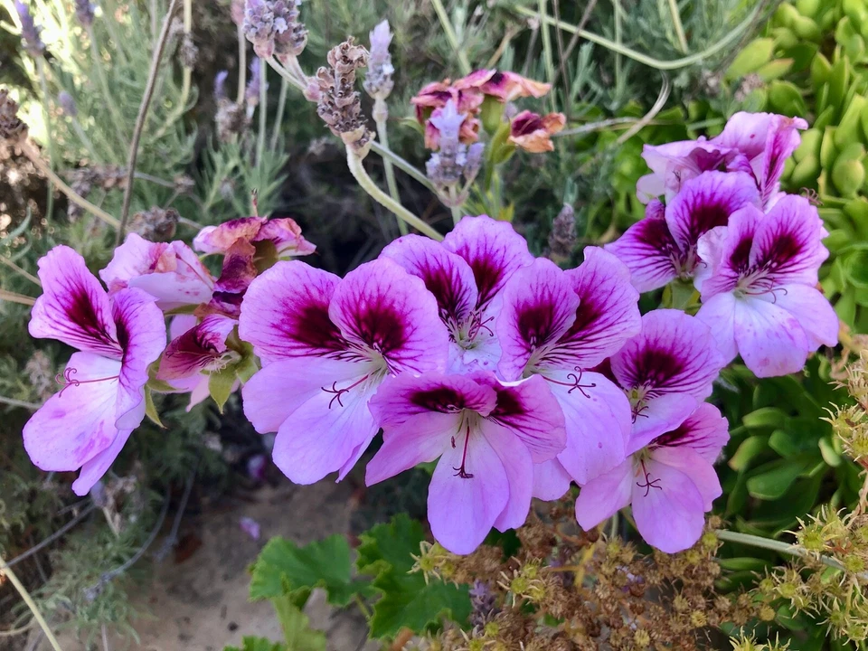 Lavender Purple Regal Geranium Pelargonium 6 Inch Live Cutting, Fancy Flowering Plant for Rooting and Containers