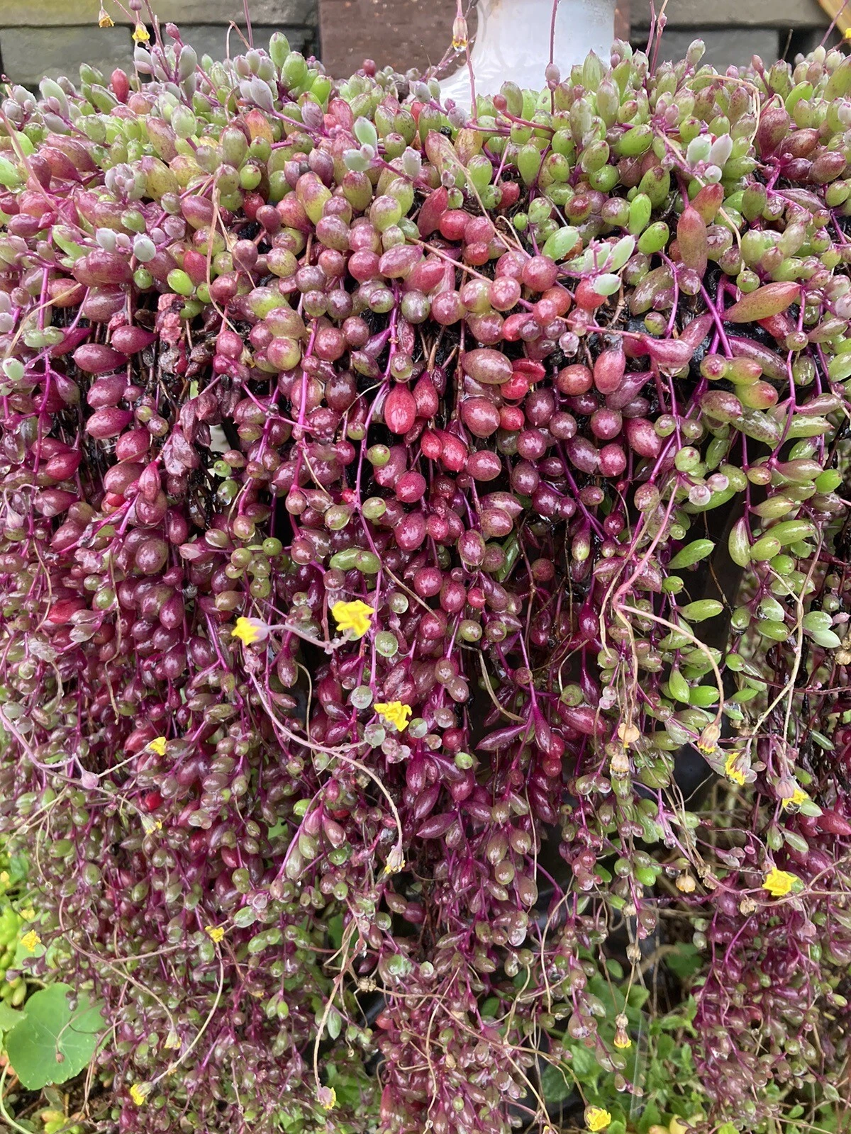 Othonna Capensis Ruby Necklace Succulent Cuttings 4–6 Inch, Trailing Hanging Succulent Plant Set of 4
