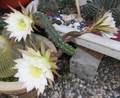 Harrisia Jusbertii Snake Cactus 8 Inch Cutting, Dusk Blooming Rare Cactus Plant for Propagation