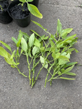 Pepino Melon Cuttings – 10 Fresh Solanum Muricatum Vine Cuttings for Rooting and Garden Planting