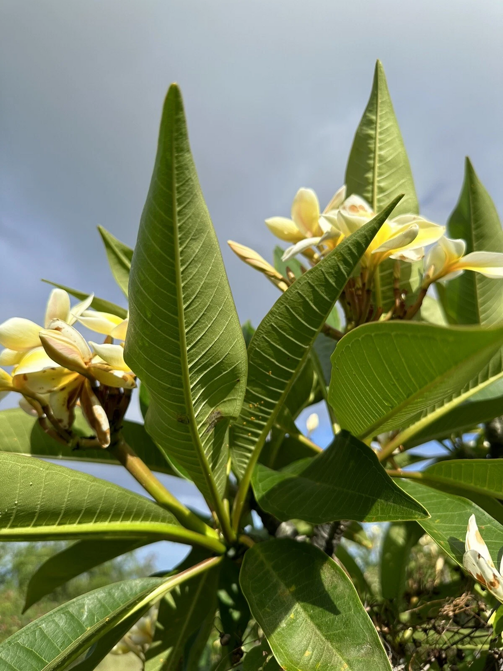 Yellow Plumeria Cutting Triple Head Starter Frangipani 10 Inch Unrooted Cutting