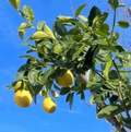 Ponderosa Lemon Unrooted Cutting – Citrus limon ‘Ponderosa’ 6–8 Inch Tree Cutting for Rooting or Grafting