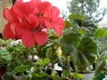 Zonal Geranium Cuttings Unrooted, Pelargonium Flower Plant Cuttings 5 Inch for Propagation Set of 4