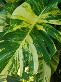 Golden Queen Hawaiian Pothos Vine Cutting, Variegated Epipremnum Indoor Houseplant