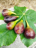 Sweet Jerusalem Fig Cuttings, 2 Live Fig Tree Cuttings for Planting