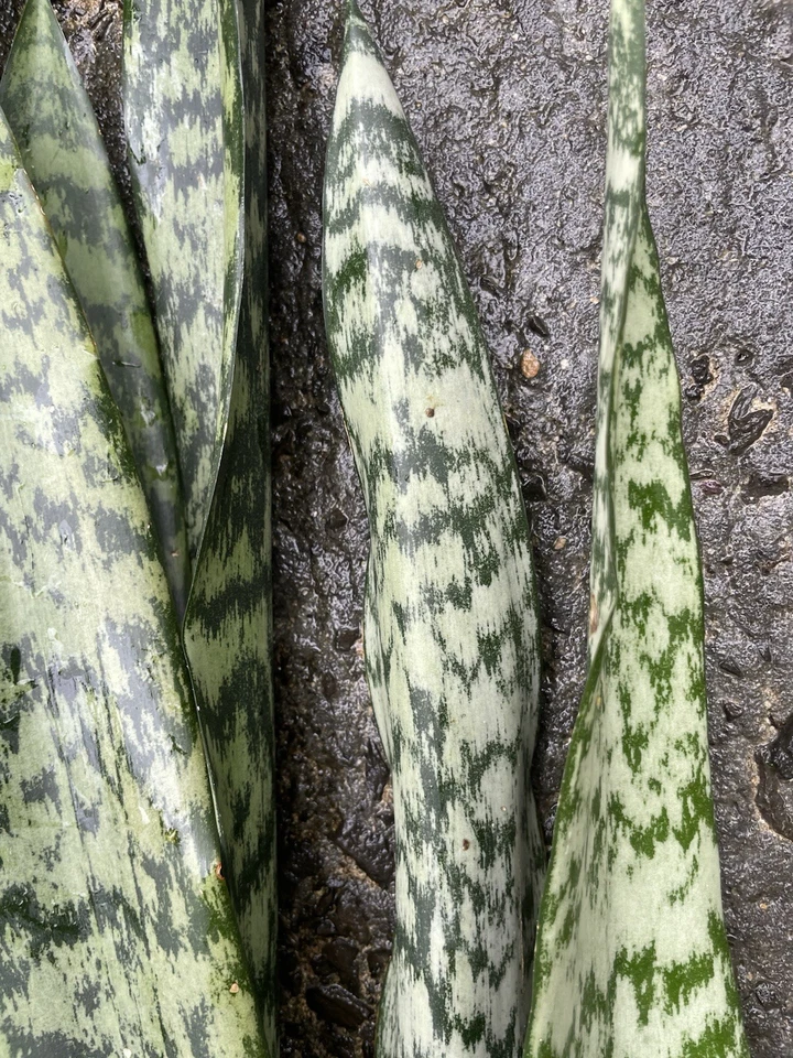 Sansevieria Snake Plant Leaf Cuttings Hawaii Grown Starter Cuttings for Propagation Indoor Houseplant Set of 4