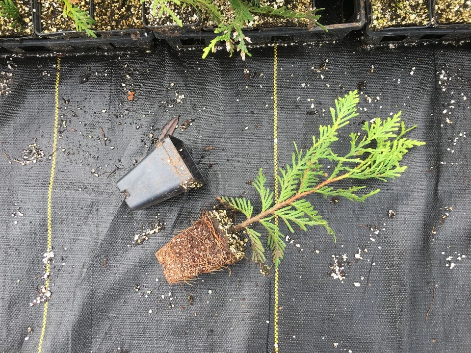 Green Giant Thuja Arborvitae – Box of 25 Live Potted Plants 10–14 Inches, Thuja Green Giant for Privacy Hedge