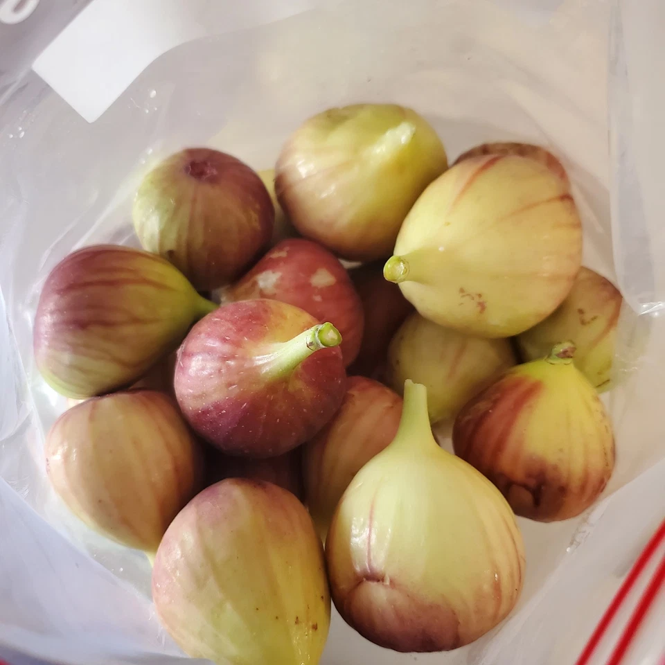 Fig Tree Cuttings 5 Pieces Unrooted 8 Inch Plus Ficus Carica for Rooting or Grafting
