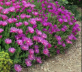 Magenta Ice Plant Delosperma Cooperi Ground Cover Cuttings Set of 5 Unrooted Hardy Succulent