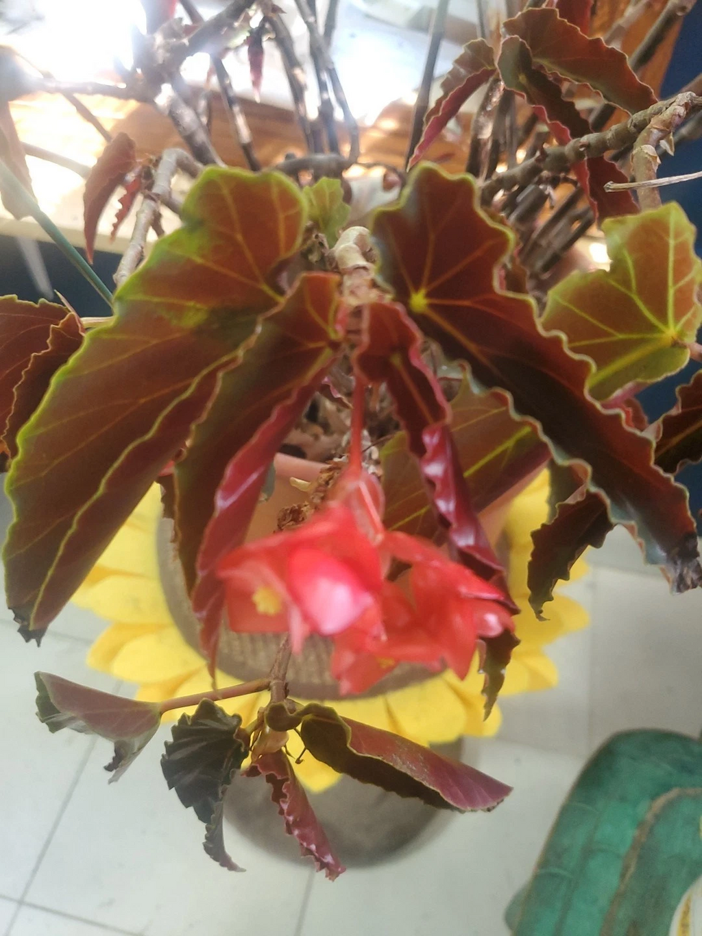 Angel Wing Begonia Cuttings – 3 Fresh Cane Begonia Cuttings with Torch and Pink Varieties for Propagation