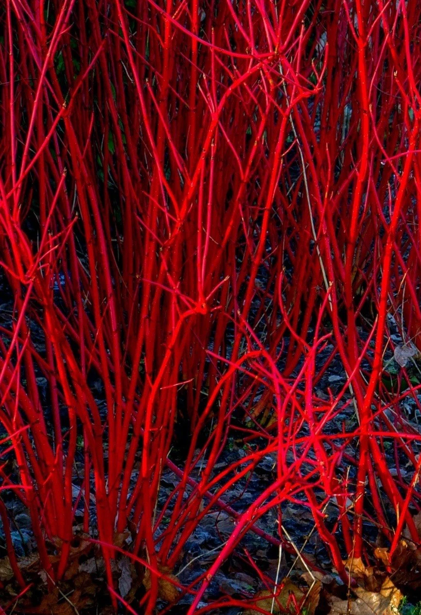Red Dogwood Unrooted Cuttings – Bright Red Stem Cornus Shrub Cuttings for Planting and Propagation