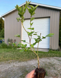 Blueberry Plant Rooted Cuttings – 20 Live Vaccinium Plants for Planting, Fruit Bush Starter Plants for Garden