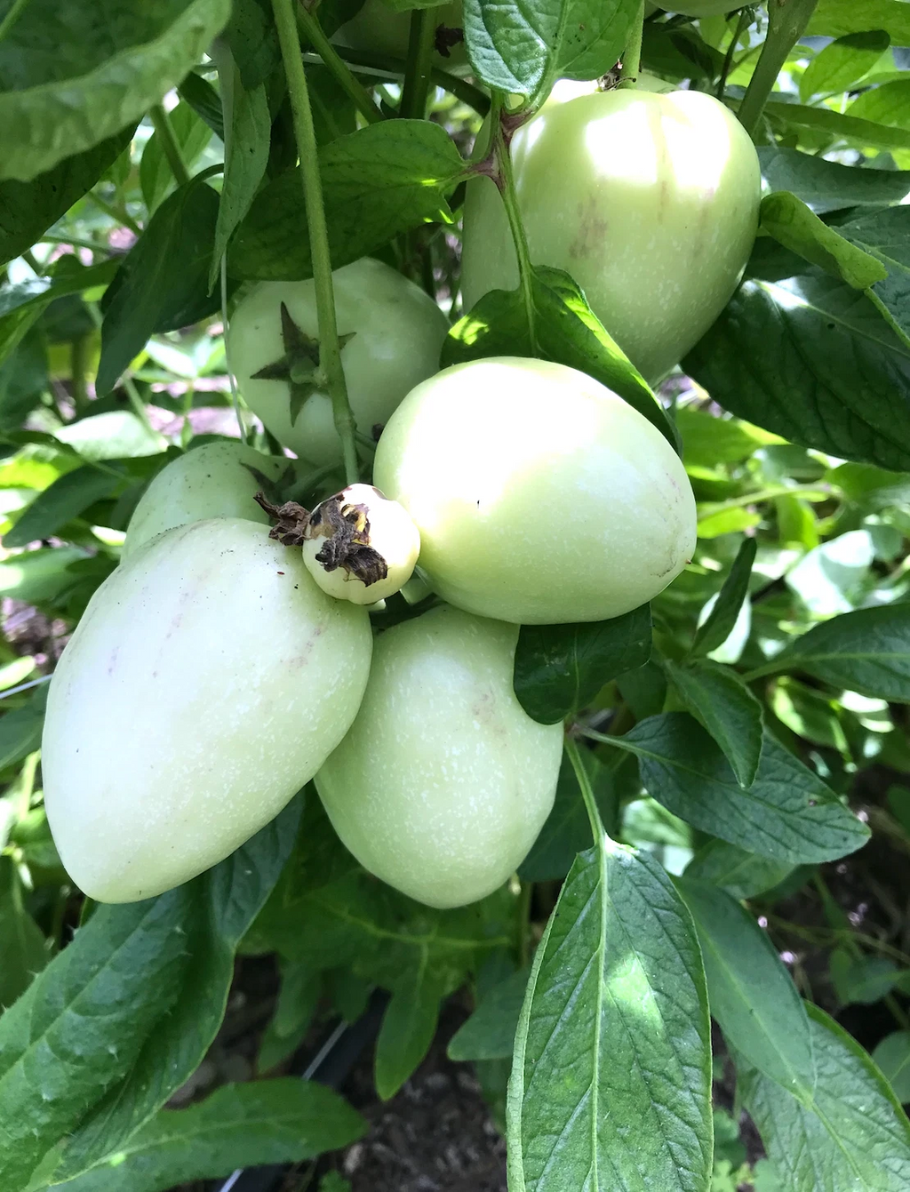 Pepino Melon ‘Vista’ Cuttings – 6 Live Rooted Cuttings, Solanum muricatum, Sweet Cucumber Melon Plant