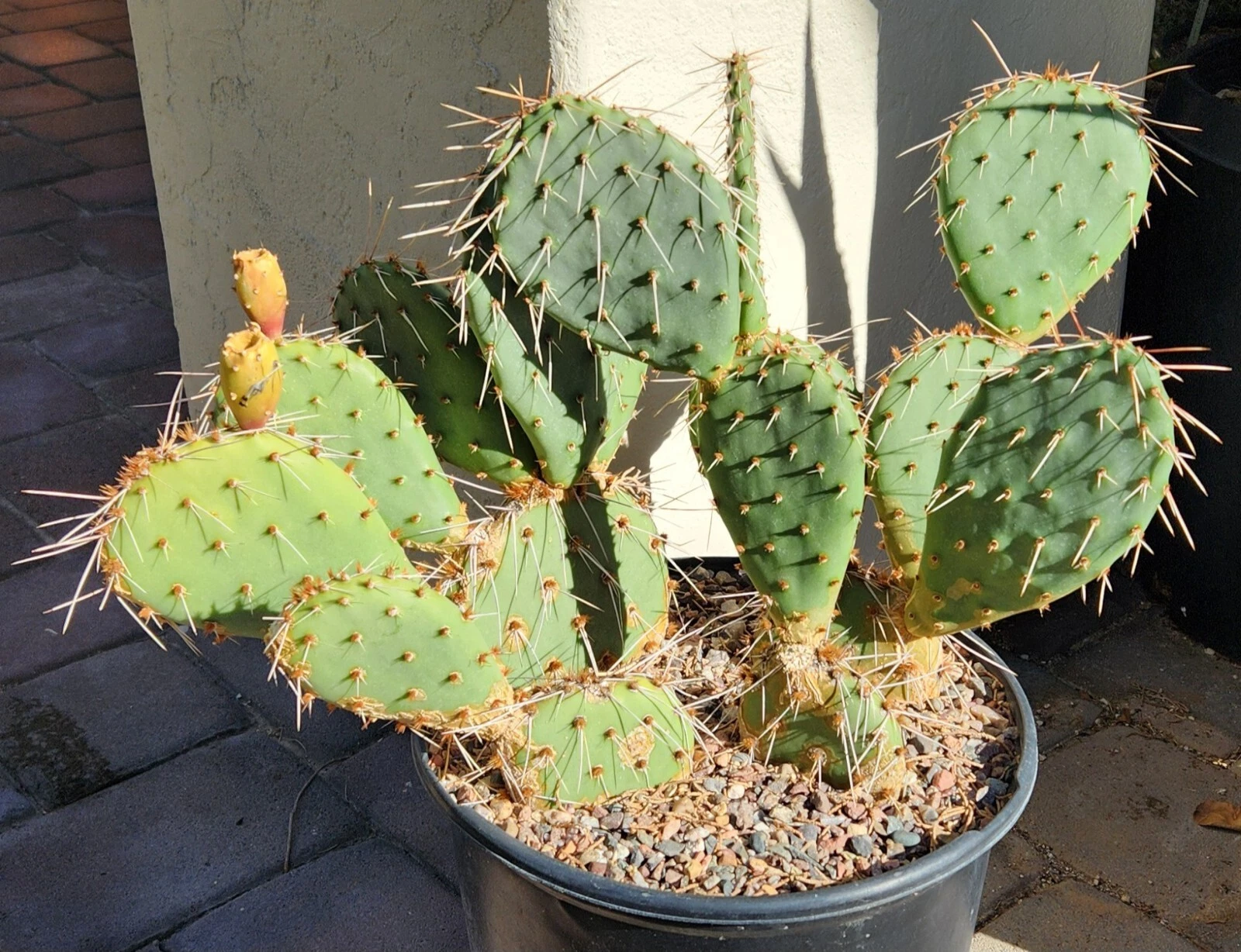 Opuntia Phaeacantha Cactus Pad Cutting Live, Tulip Prickly Pear Pad for Propagation