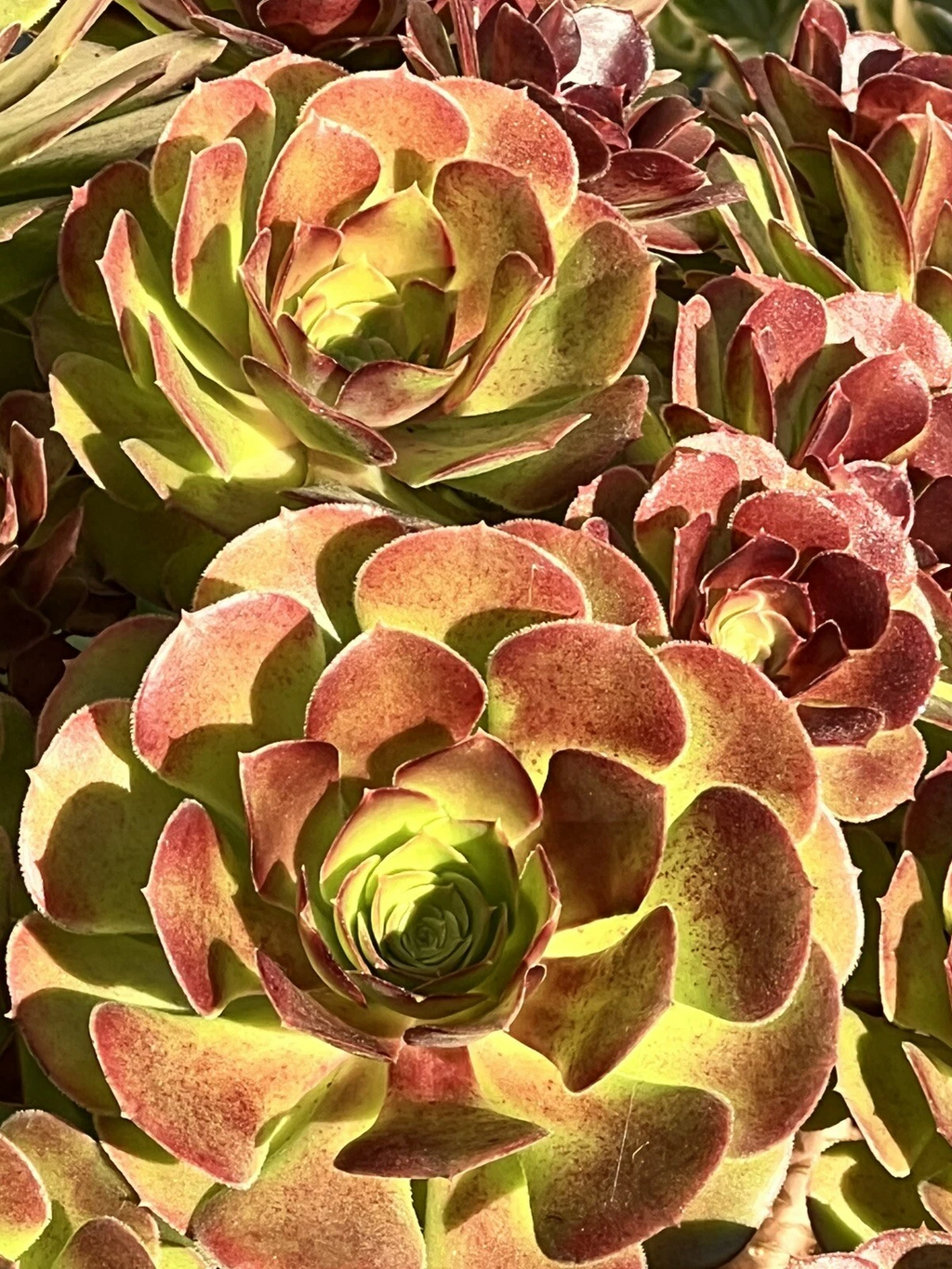 Aeonium Plum Purdy Succulent Cutting Unrooted Live Rosette Plant for Propagation