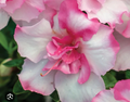 Encore Autumn Kiss Azalea Starter Plant – Well Rooted Deciduous Azalea Live Shrub for Garden or Container