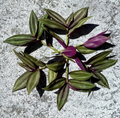 Tradescantia Zebrina Cuttings Live, 10 Unrooted Purple Silver Wandering Jew Plant Cuttings