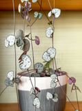String of Hearts Cuttings – 3 Strand Unrooted Ceropegia woodii Trailing Houseplant for Rooting