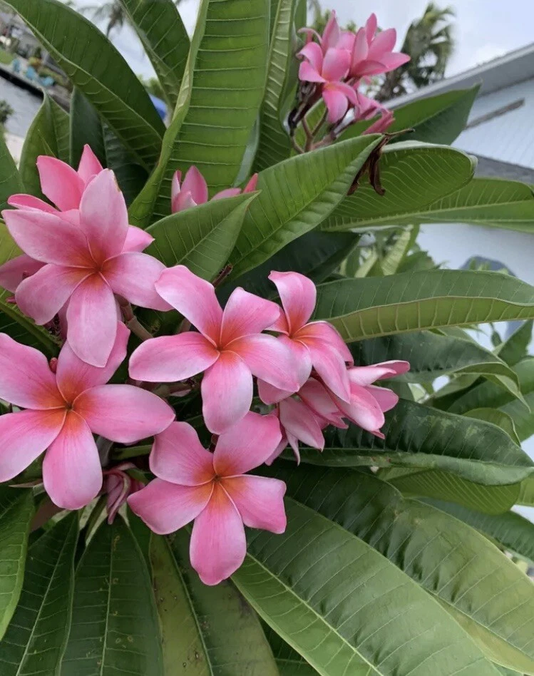 Pink Hawaiian Plumeria Cutting 8–12 Inch, Frangipani Unrooted Cutting from Florida for Propagation