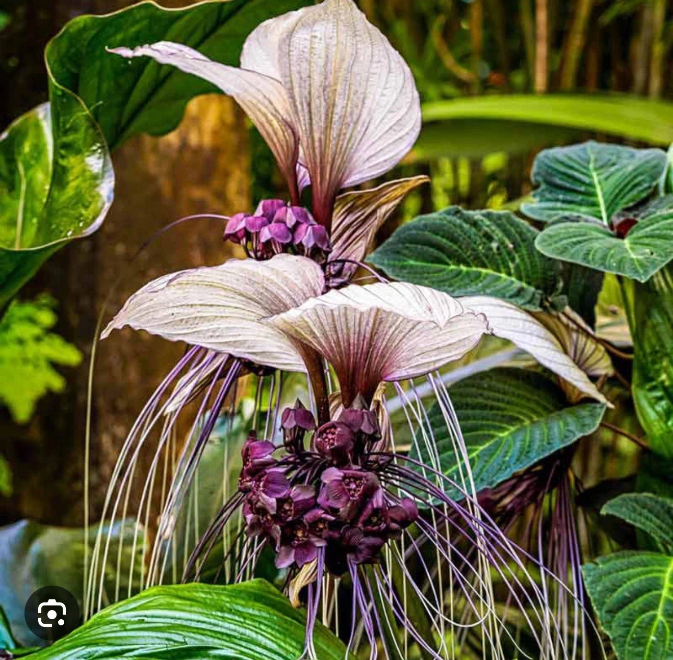 White Bat Flower Tacca integrifolia Small Rooted Starter Plant