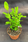 Pineapple Guava Rooted Plants – Set of 3+ Live Acca sellowiana, Feijoa Plants Shipped in 3 Inch Pots