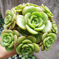 Aeonium Lily Pad Succulent Cuttings – 3 Live Unrooted Aeonium Cuttings for Indoor Decor and Propagation