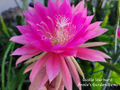 Epiphyllum Castle Starburst Unrooted Cuttings 8 to 10 Inch Orchid Cactus Plant for Propagation