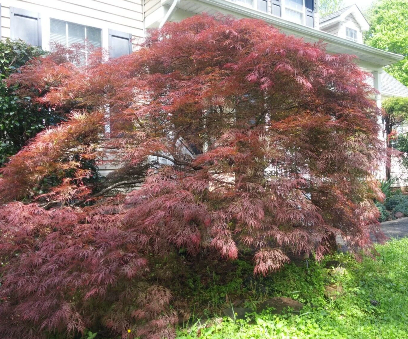 Japanese Maple Garnet Unrooted Cuttings Set of 10 Weeping Acer Palmatum for Rooting or Grafting