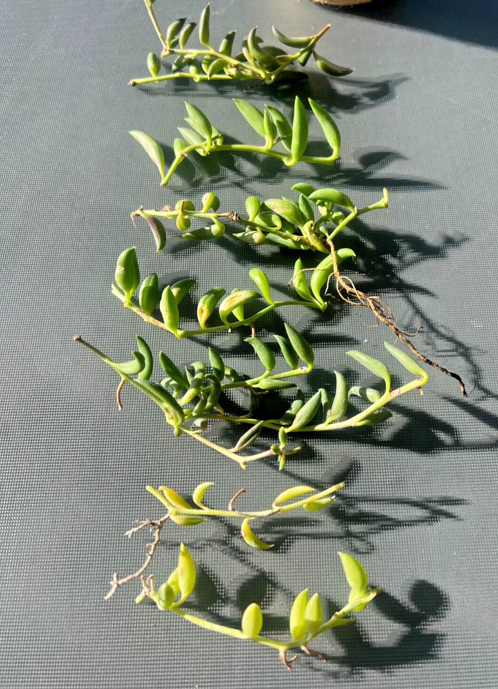 String of Bananas Succulent Cuttings Live, Curio Radicans Trailing Plant for Propagation Set of 3