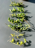 String of Bananas Succulent Cuttings Live, Curio Radicans Trailing Plant for Propagation Set of 3