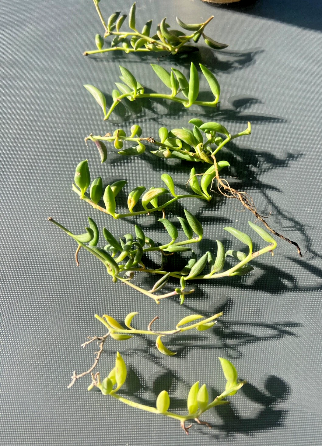 String of Bananas Succulent Cuttings Live, Curio Radicans Trailing Plant for Propagation Set of 3