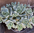 Aeonium Haworthii Pinwheel Succulent Cuttings, 10 Unrooted Rosette Cuttings