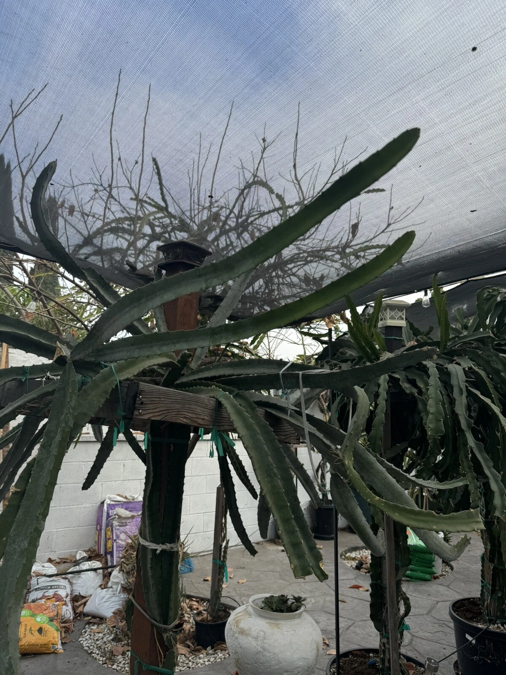 Lisa Dragon Fruit Cutting – 24–36 Inch Unrooted Dragon Fruit Cactus Cutting for Propagation, Tropical Vine
