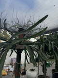 Lisa Dragon Fruit Cutting – 24–36 Inch Unrooted Dragon Fruit Cactus Cutting for Propagation, Tropical Vine